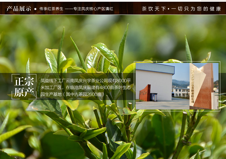 凤庆滇红茶凤庆大叶种金丝红茶特级礼盒功夫红茶新品上市特价