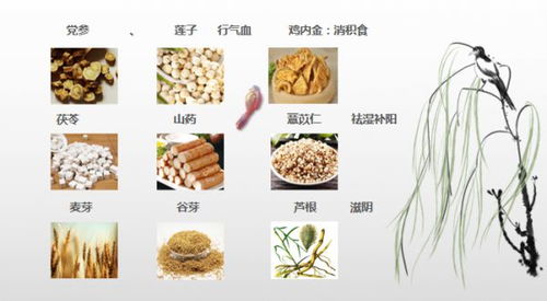 健康养生新趋势 增强体质与免疫力，脾牛保健食品前景广阔